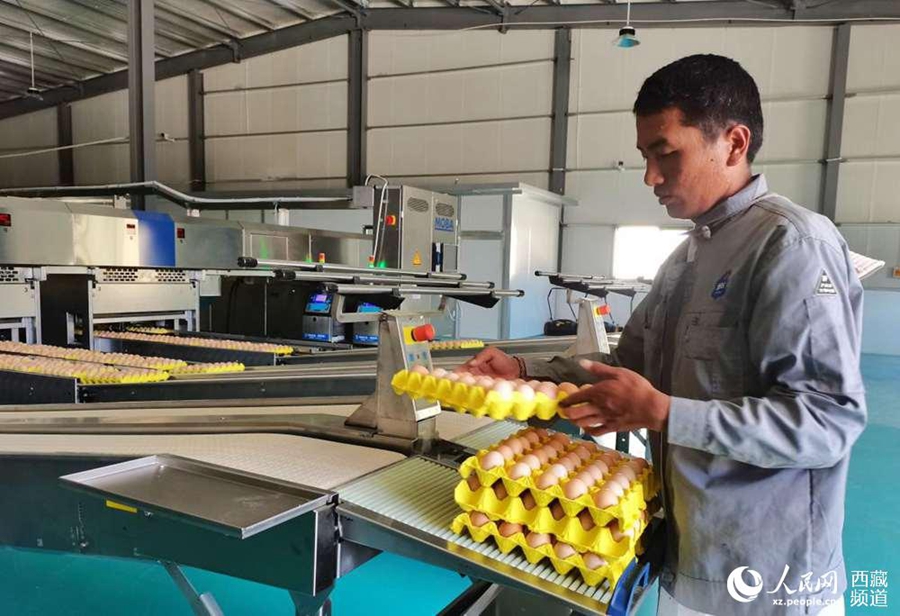 Development strategy supports burgeoning chicken breeding industry to take flight in Tibet
