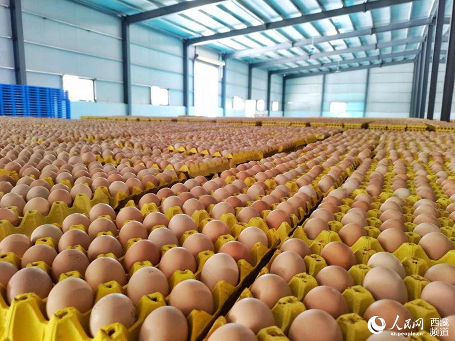 Development strategy supports burgeoning chicken breeding industry to take flight in Tibet