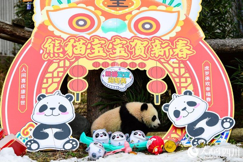 Panda cubs pose for Chinese Lunar New Year photo at nature reserve in Sichuan