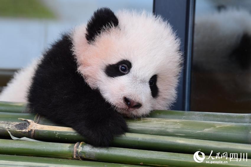 Panda cubs pose for Chinese Lunar New Year photo at nature reserve in Sichuan