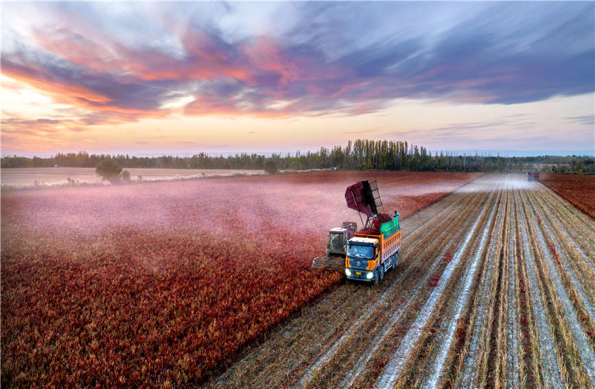 Chili pepper harvesting fully mechanized in Karamay, China's Xinjiang