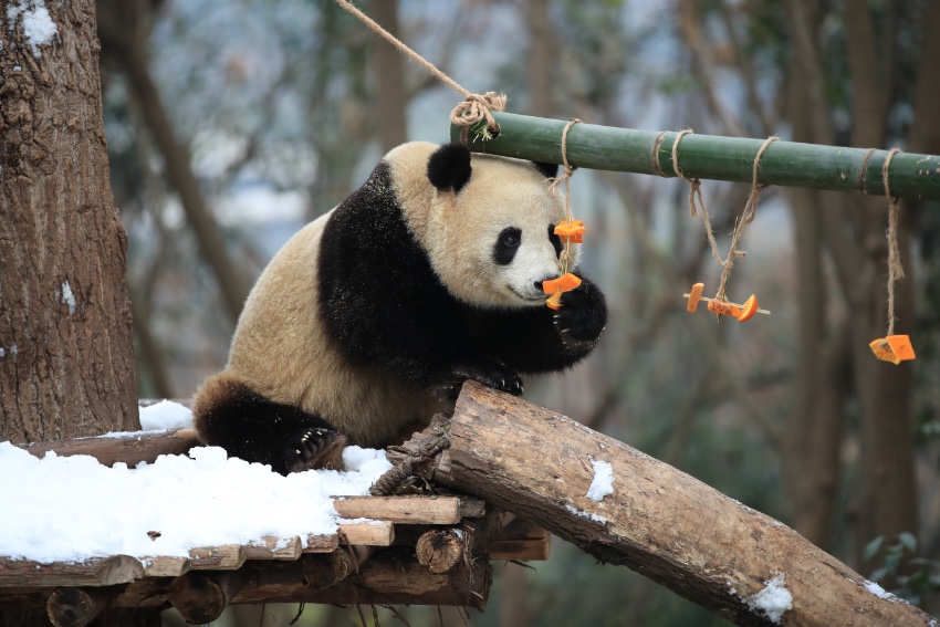 Pandas enjoy snow in SW China’s Chengdu