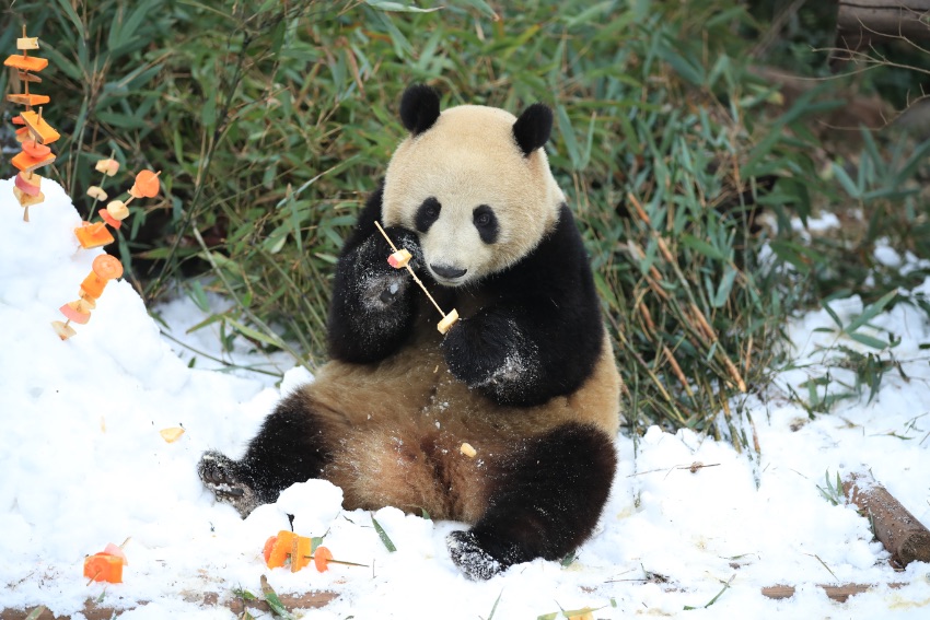Pandas enjoy snow in SW China’s Chengdu