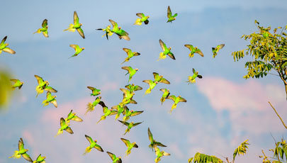 Hundreds of rare blossom-headed parakeets silhouetted against sunset in SW China’s Yunnan        