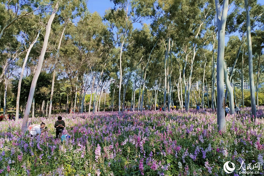 Violets in full bloom in Xiamen, SE China’s Fujian