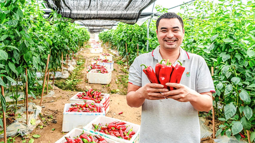 Red pepper harvest adds flavor to life in S China's Guangxi