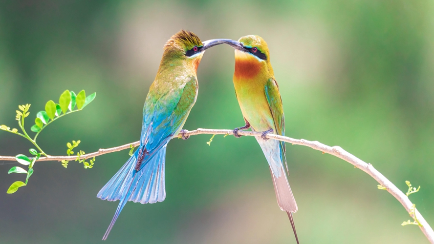 Colorful blue-tailed bee-eaters visit S China's Guangdong