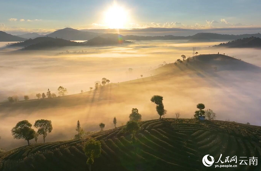 In pics: Picturesque misty scenery of tea gardens in SW China's Yunnan