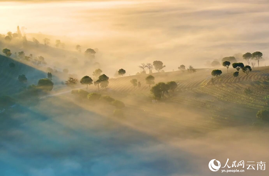 In pics: Picturesque misty scenery of tea gardens in SW China's Yunnan