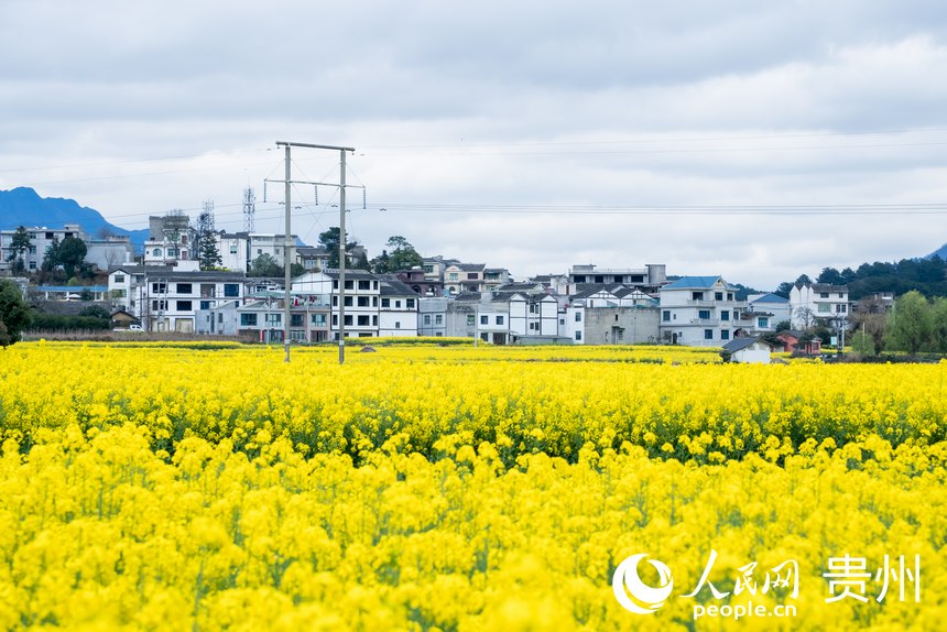 In pics: Golden sea of rapeseed flowers in Jinsha, SW China's Guizhou