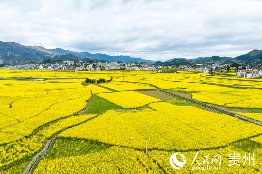 In pics: Golden sea of rapeseed flowers in Jinsha, SW China's Guizhou