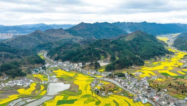 In pics: Golden sea of rapeseed flowers in Jinsha, SW China's Guizhou 	 	Rapeseed flowers are in full bloom in Banqiao neighborhood, Jinsha county, southwest China's Guizhou Province. The golden sea of rapeseed flowers, the dwellings nearby, the mountains in the distance, and clouds constitute an amazing view, attracting many tourists. In recent years, Banqiao neighborhood has been working on high-quality seeds and farming techniques to increase the yield of rapeseed, as well as the brand building of rapeseed oil. 
