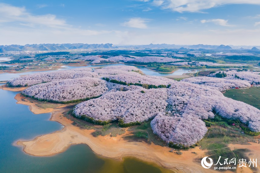 In pics: Cherry blossoms bloom in SW China's Guizhou