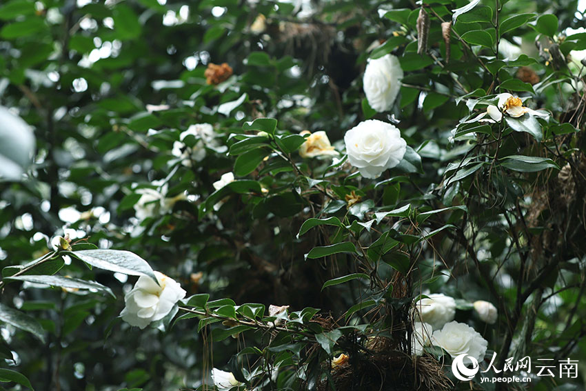 In pics: Blooming camellia flowers in Kunming, SW China's Yunnan