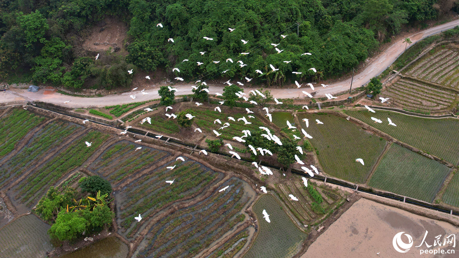 Egrets enjoy the atmosphere of working agricultural machines in fields in SE China's Fujian
