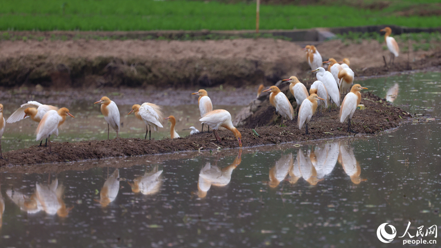 Egrets enjoy the atmosphere of working agricultural machines in fields in SE China's Fujian