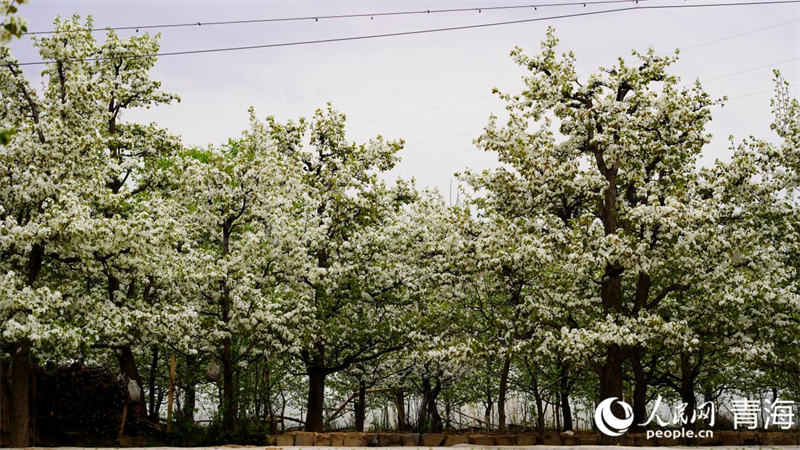 In pics: Beautiful pear flowers attract tourists in NW China's Qinghai