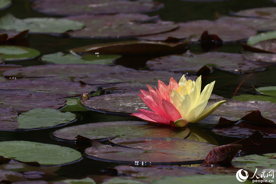 Two-colored water lily blooms in SE China's Xiamen