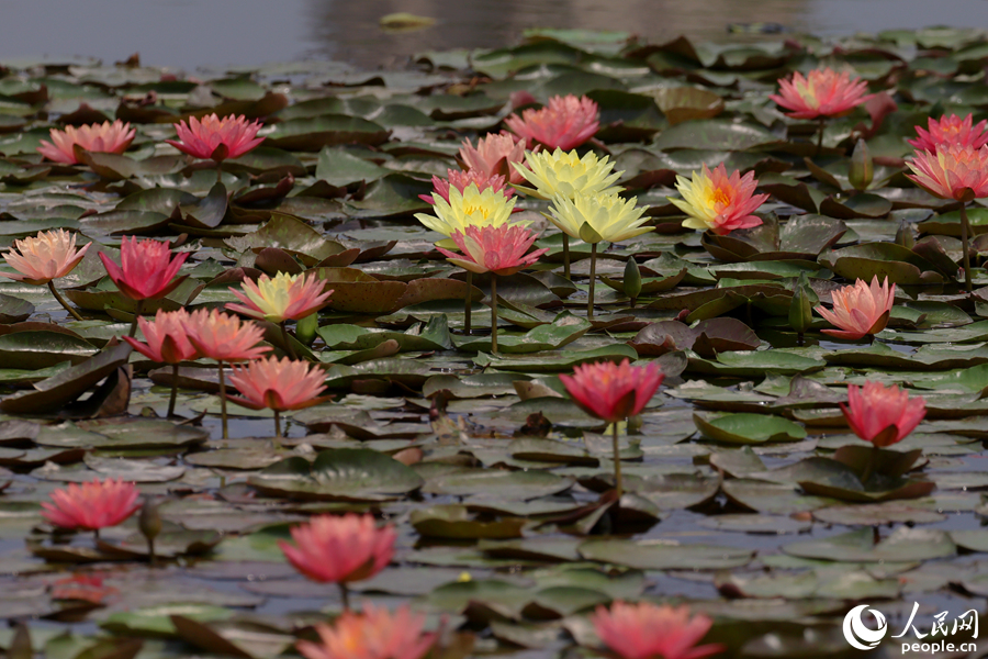 Two-colored water lily blooms in SE China's Xiamen