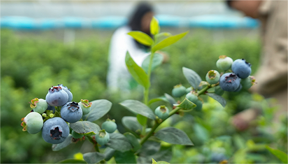 Innovative 5G tech revolutionizes blueberry cultivation in E China's Anhui 	 	On April 16, workers at a 5G-enabled blueberry planting base in Shiwu village, Shizi township, Langxi county, east China's Anhui Province, harvested blueberries, marking a new milestone in technology-assisted agriculture practices.