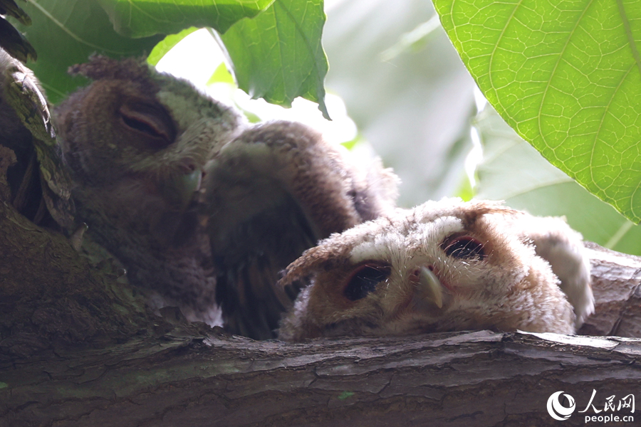 Collared scops owls spotted in Xiamen, SE China's Fujian