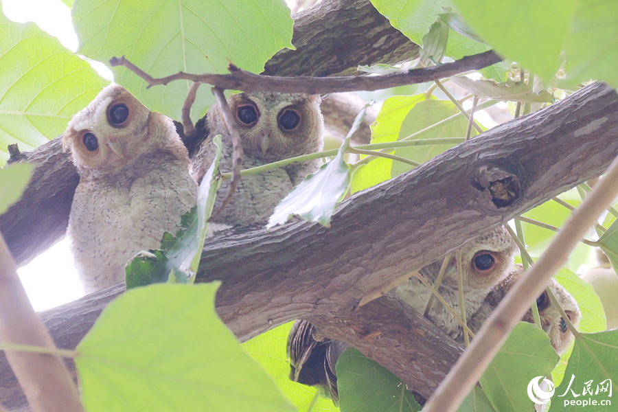 Collared scops owls spotted in Xiamen, SE China's Fujian