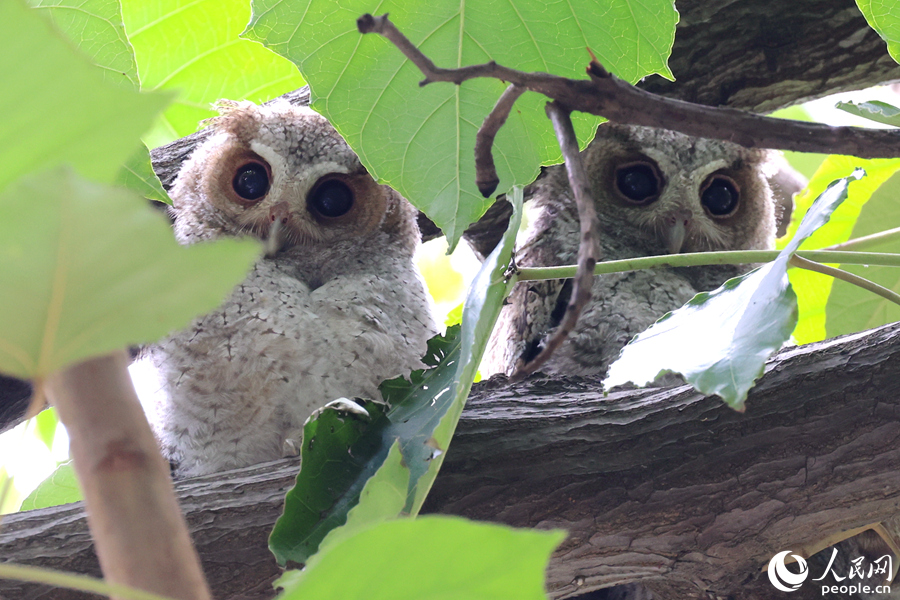 Collared scops owls spotted in Xiamen, SE China's Fujian