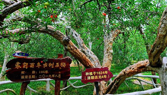 Century-old pomegranate trees in SW China's Yunnan well protected, yield juicy, sweet fruits
 	
 	 An ancient pomegranate tree in an orchard in Mengzi city, southwest China's Yunnan Province turned 200 years old on Sept. 16, 2024. Despite its age, the tree produces pomegranates with thin peels, plump seeds, soft cores, and a juicy, sweet taste.
