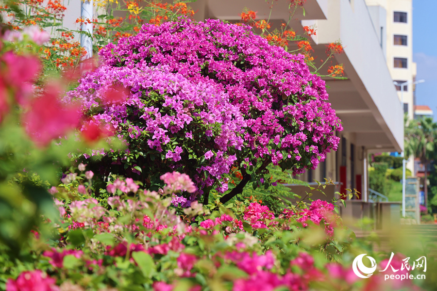 Colorful bougainvillea flowers blossom in Xiamen, SE China's Fujian