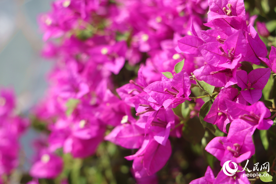 Colorful bougainvillea flowers blossom in Xiamen, SE China's Fujian