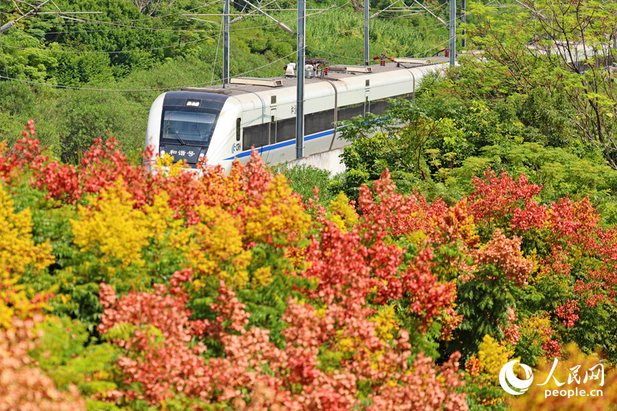 In pics: Beautiful autumn scenery of golden rain trees in Xiamen