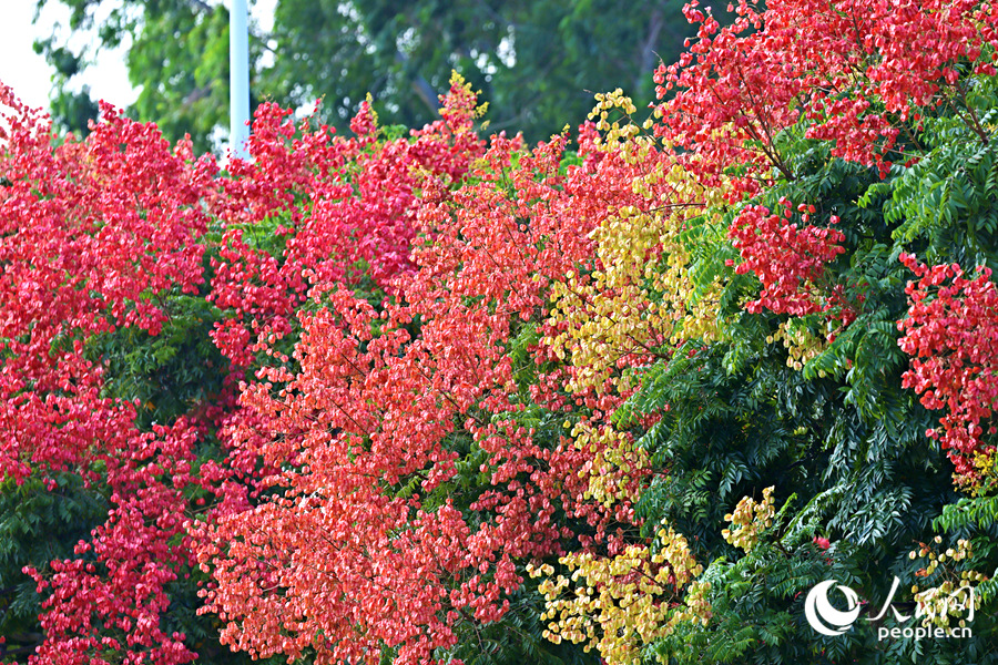 In pics: Beautiful autumn scenery of golden rain trees in Xiamen