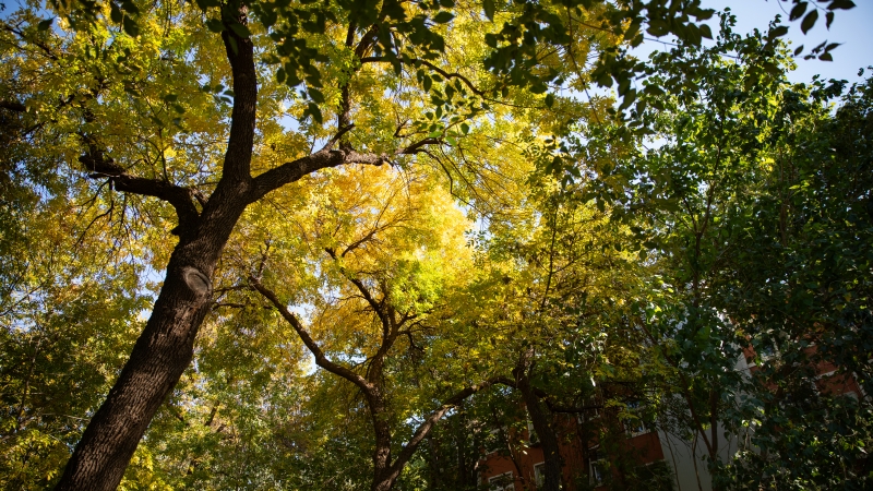 In pics: Beautiful autumn scenery of universities across China