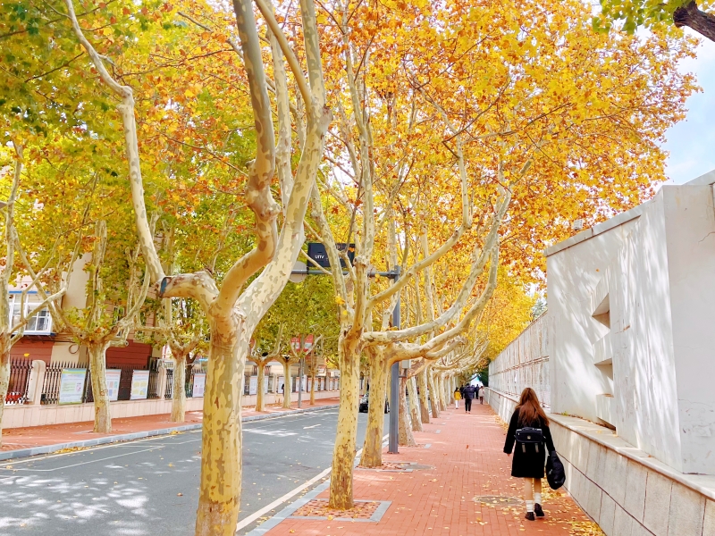 In pics: Beautiful autumn scenery of universities across China