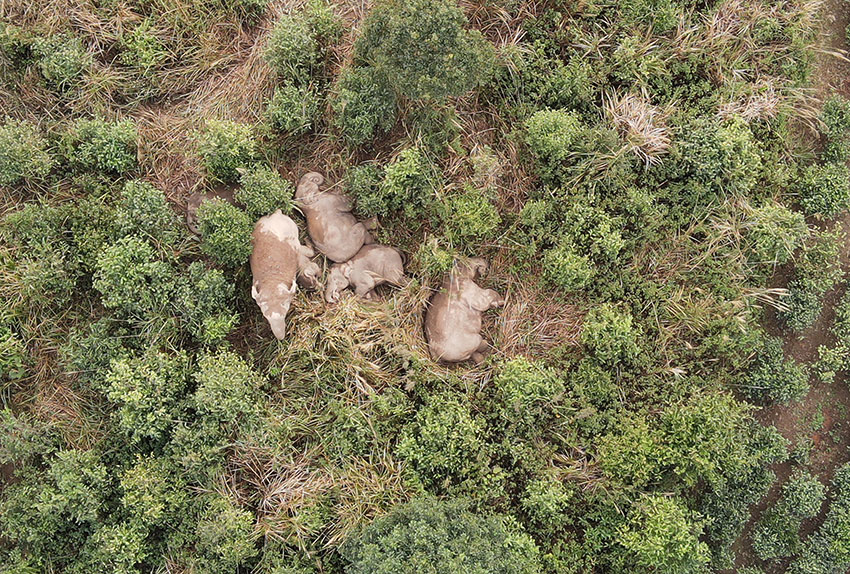 Large group of Asian elephants spotted in Ning'er county, SW China's Yunnan