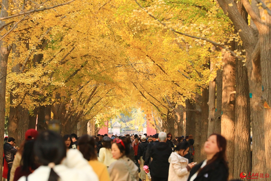 In pics: Autumn charm of Beijing