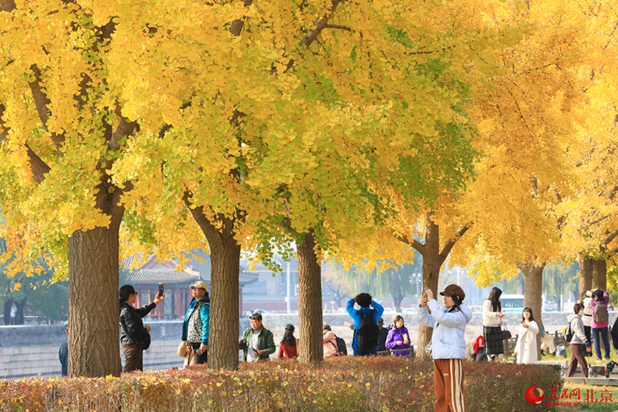 In pics: Autumn charm of Beijing