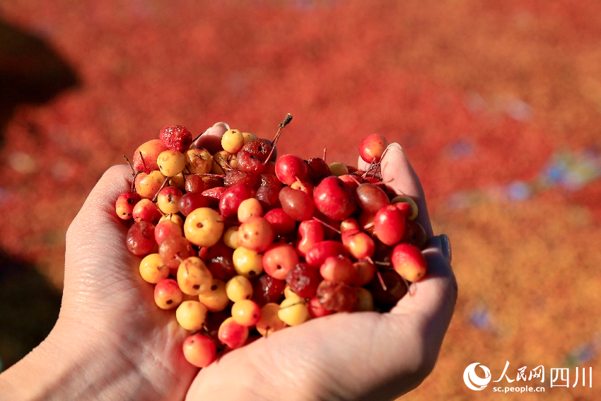 Tree leaves grow into thriving business in SW China's Sichuan