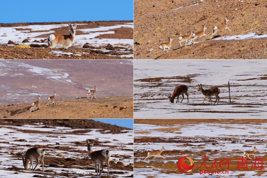 Wild animals thrive in Qilian Mountains, NW China's Qinghai