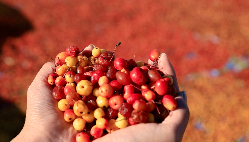 Tree leaves grow into thriving business in SW China's Sichuan