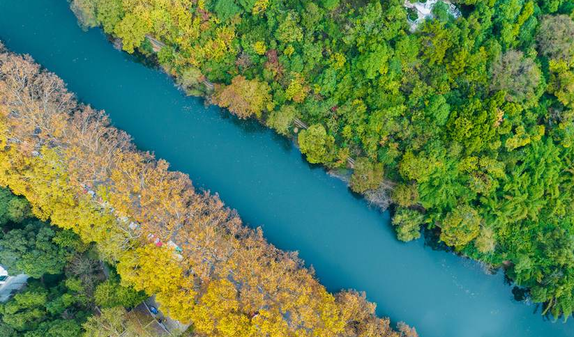 Golden avenue's enchanting late-autumn scenery in SW China's Guizhou