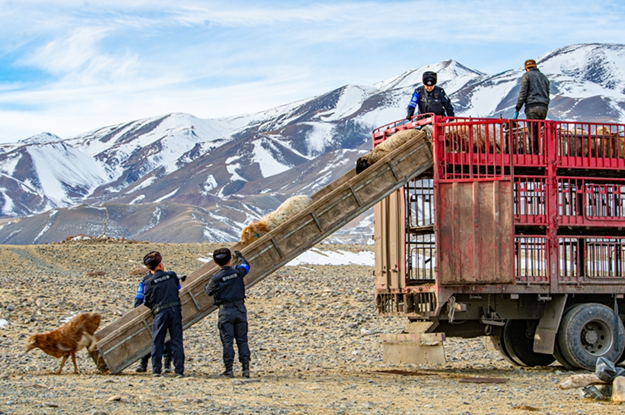 Police help herders move livestock between pastures in NW China's Xinjiang