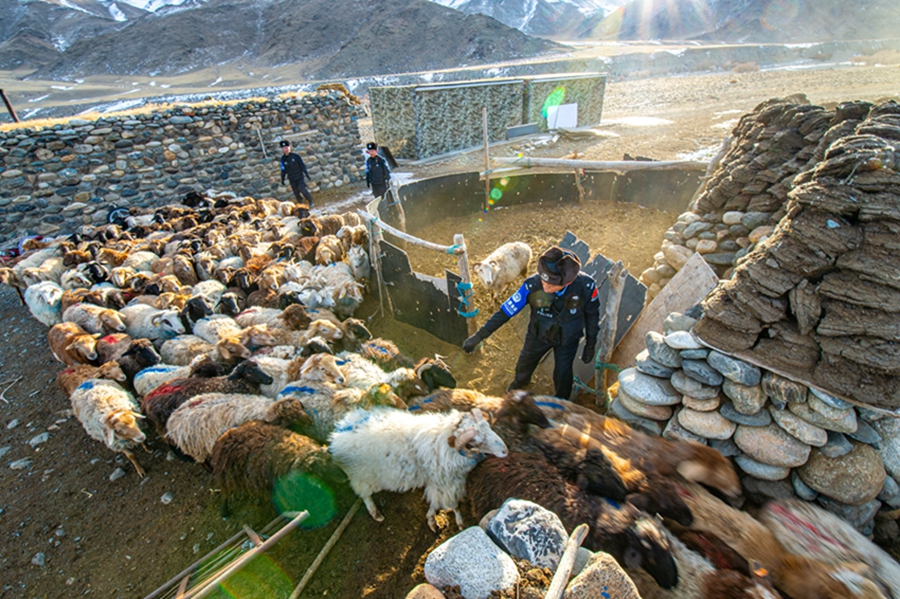 Police help herders move livestock between pastures in NW China's Xinjiang