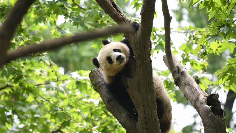 A glimpse of foreign-born giant pandas' life after returning to China