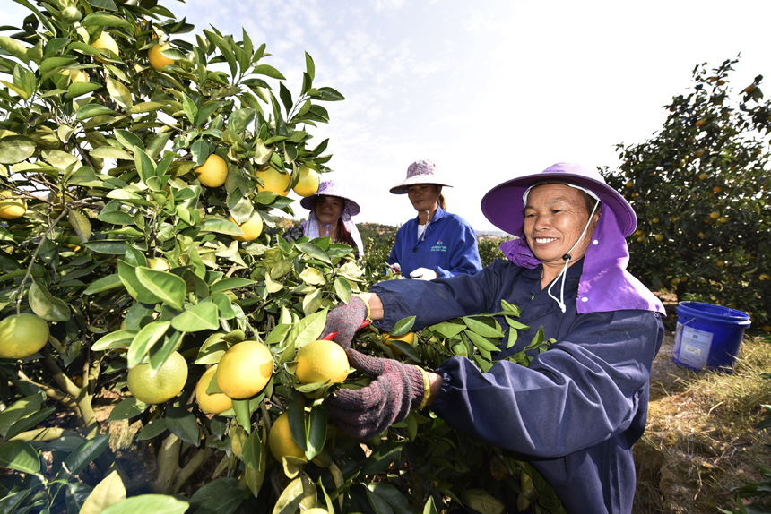 Visitors flock to harvest navel oranges in China's Jiangxi