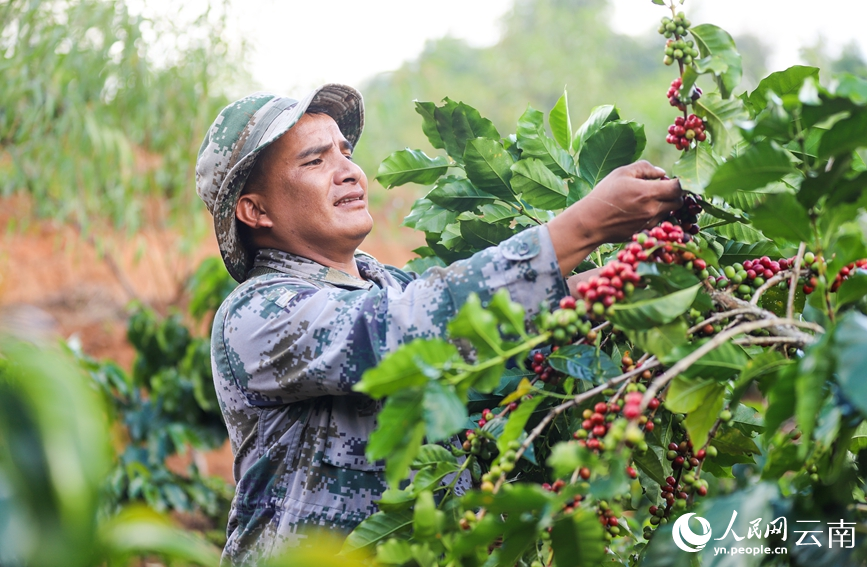 Farmers busy harvesting coffee cherries in SW China's Yunnan