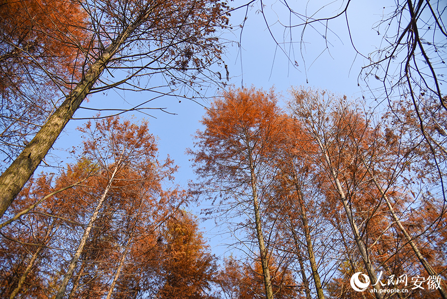 Vibrant bald cypress forests in Ningguo city, E China's Anhui enchant visitors