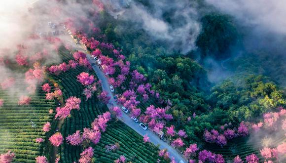 Stunning views of mist-embraced cherry blossom valley in SW China's Yunnan Province 	 	With over 10,000 winter-flowering cherry trees in full bloom, the cherry blossom valley in Wuliang Mountain, located in Nanjian Yi Autonomous County, Dali Bai Autonomous Prefecture, southwest China's Yunnan Province, offers breathtaking views in mid-December.