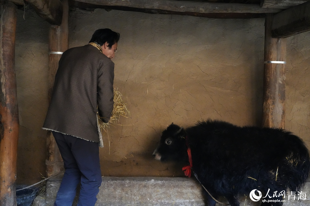 Tibetan villages in NW China's Qinghai embrace new life