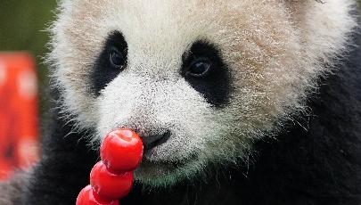 Giant panda cubs send Spring Festival greetings from SW China's Sichuan        